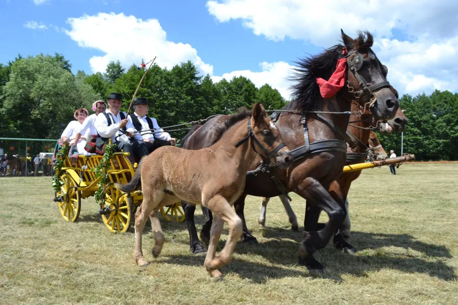 14. natjecanje orača Požeško-slavonske županije